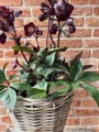 Kosz rattanowy On  Legs Lovely Baskets M Black Drypot