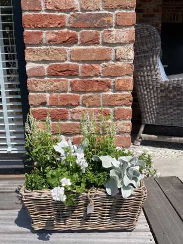 Drypot Balcony Wide  49x26x20 cm