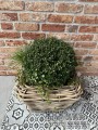Kwadratowa donica ratanowa DRYPOT 48cm x 37cm ( gruby rattan)