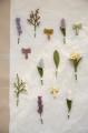 Daffodil Flower - Big  Gry &amp; Sif