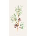 Papierowe serwetki pine branch w/cones  IB Laursen 10 x 20 cm