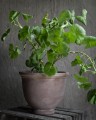 Doniczka Pot d 27 h 23 brown terracotta   Ernst