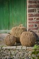 Dynia  Pumpkin  IB Laursen L