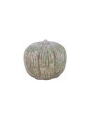 Dynia Paprika-Patina - fi20 B Green