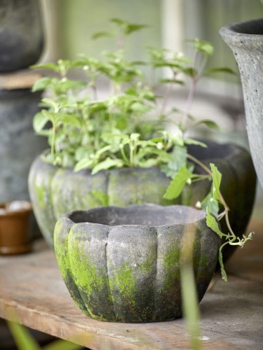 Donica Gertrud - Choko Patina  fi 19 B Green   