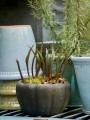 Donica Gertrud - Choko Patina fi 19 B Green