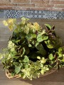 Pojemnik RR Heart Lovely Baskets S