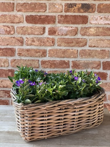 Pojemnik RR Heart Lovely Baskets M